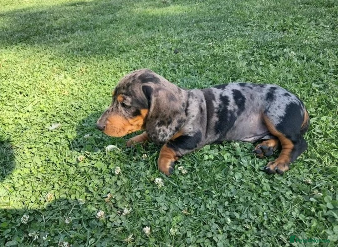 Miniature Dachshund dogs for sale: affectionate dapples sausages minis - Image 6