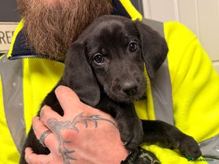 Mixed Breed dogs F1 Bloodhound X German Sheppard - Advert 1