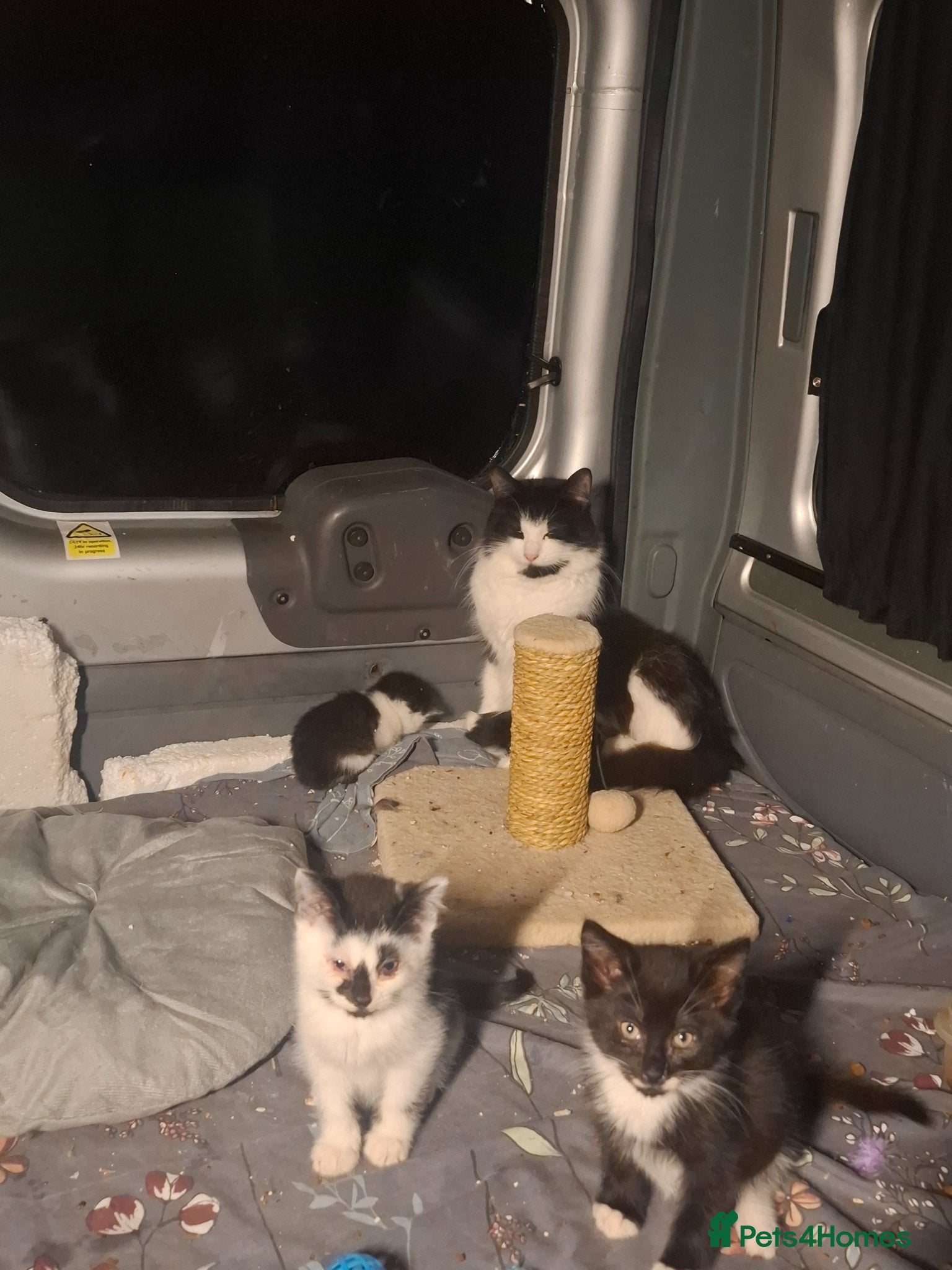 British Shorthair cats 10 week old kittens - Advert 1