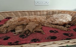 Cockapoo dogs for sale: 5 gorgeous red cockapoos  - Image 9