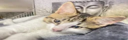 Norwegian Forest Cat cats for sale: Norwegian Forrest Cat mix bread  - Advert 12