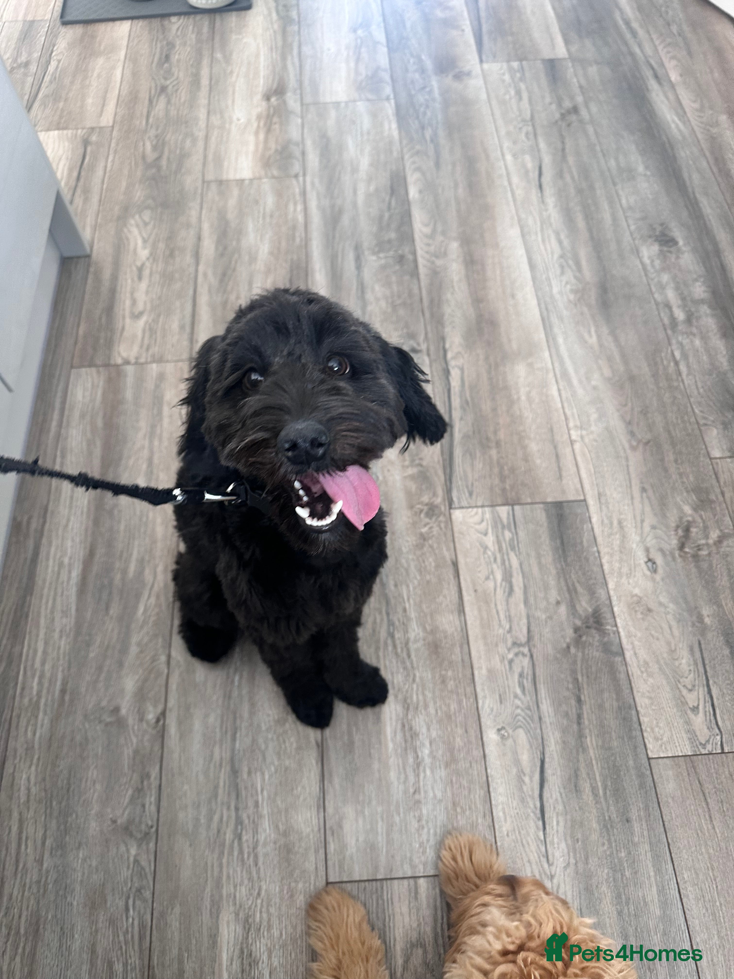 Cockapoo dogs Cockapoo for sale - Advert 4