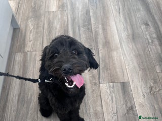 Cockapoo dogs Cockapoo for sale - Advert 1