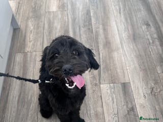 Cockapoo dogs Cockapoo for sale - Advert 4