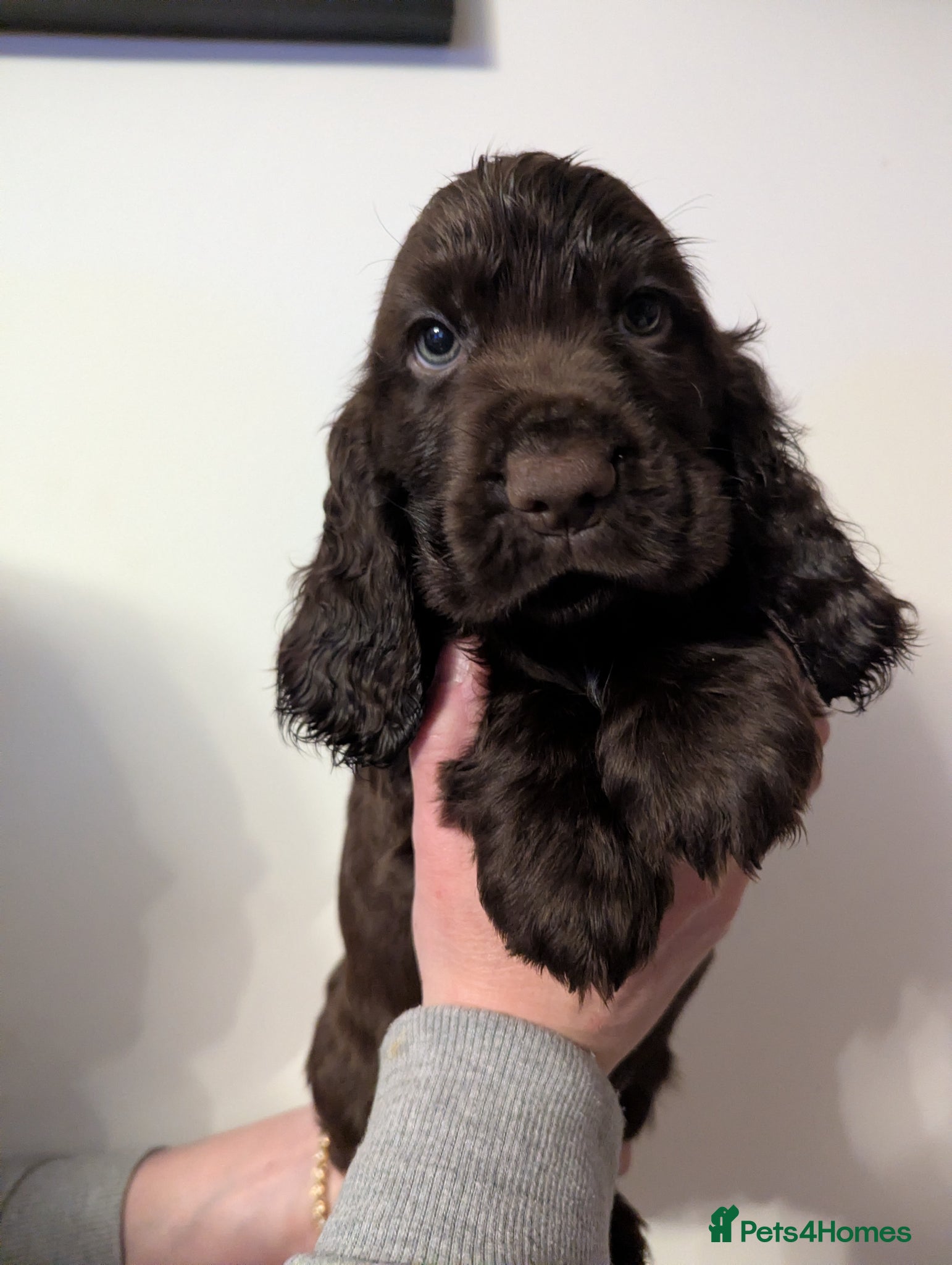 Cocker Spaniel dogs COCKER SPANIEL PUPPIES LOOKING NEW HOME 🏡 - Advert 17