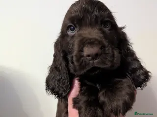Cocker Spaniel dogs COCKER SPANIEL PUPPIES LOOKING NEW HOME 🏡 - Advert 17
