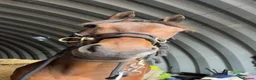 English Thoroughbred horses for sale: Stevie 7yo exracer in Arbroath - Advert 3