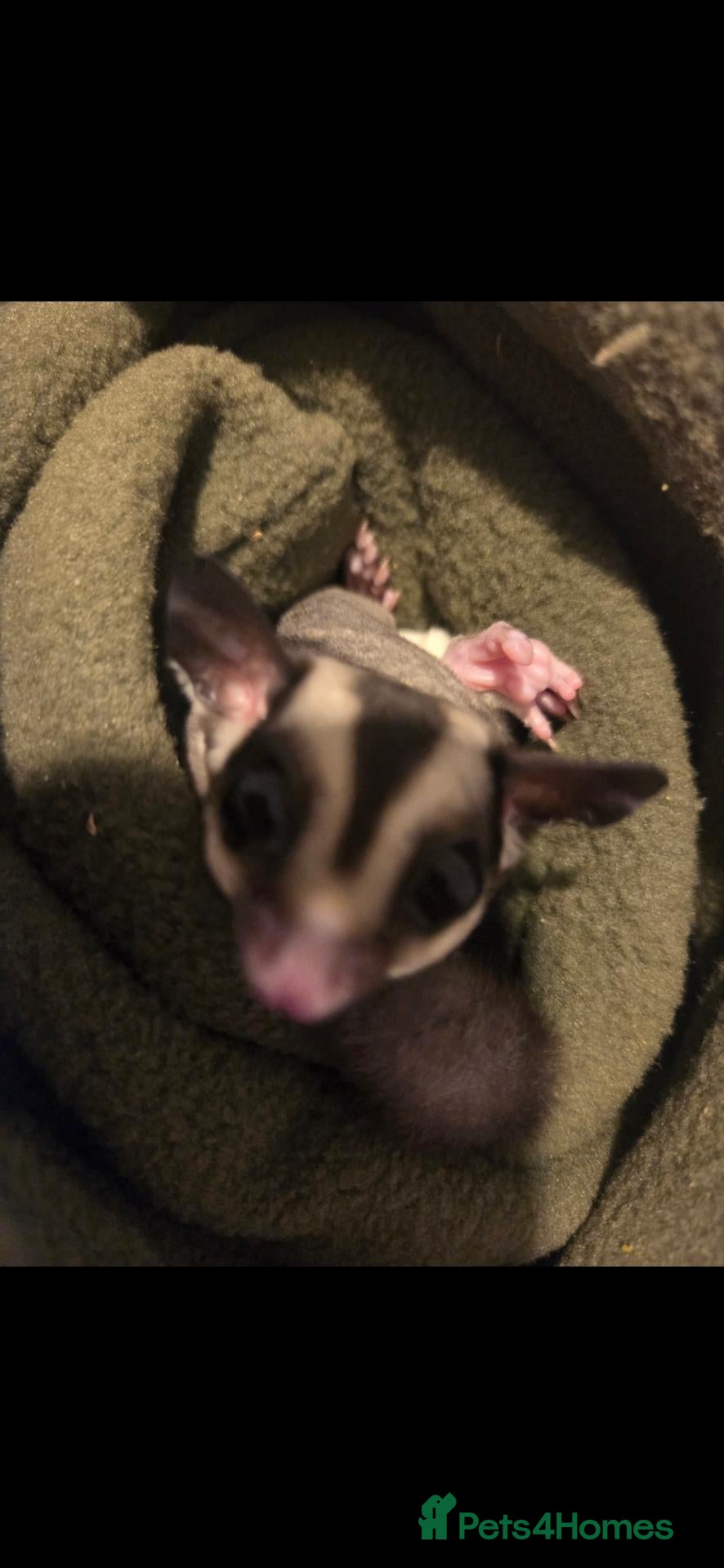 Sugar Glider rodents 2 sugar male gliders - Advert 4
