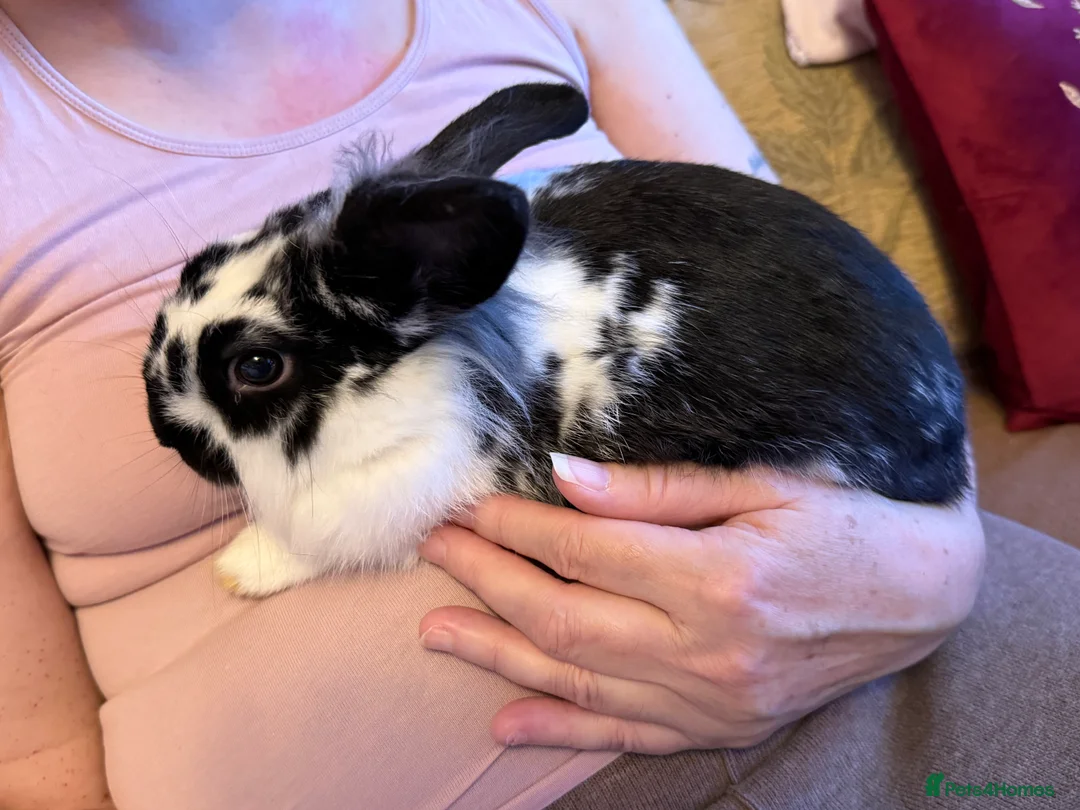 Mixed Breed rabbits for sale: Looking for forever Home  - Advert 1