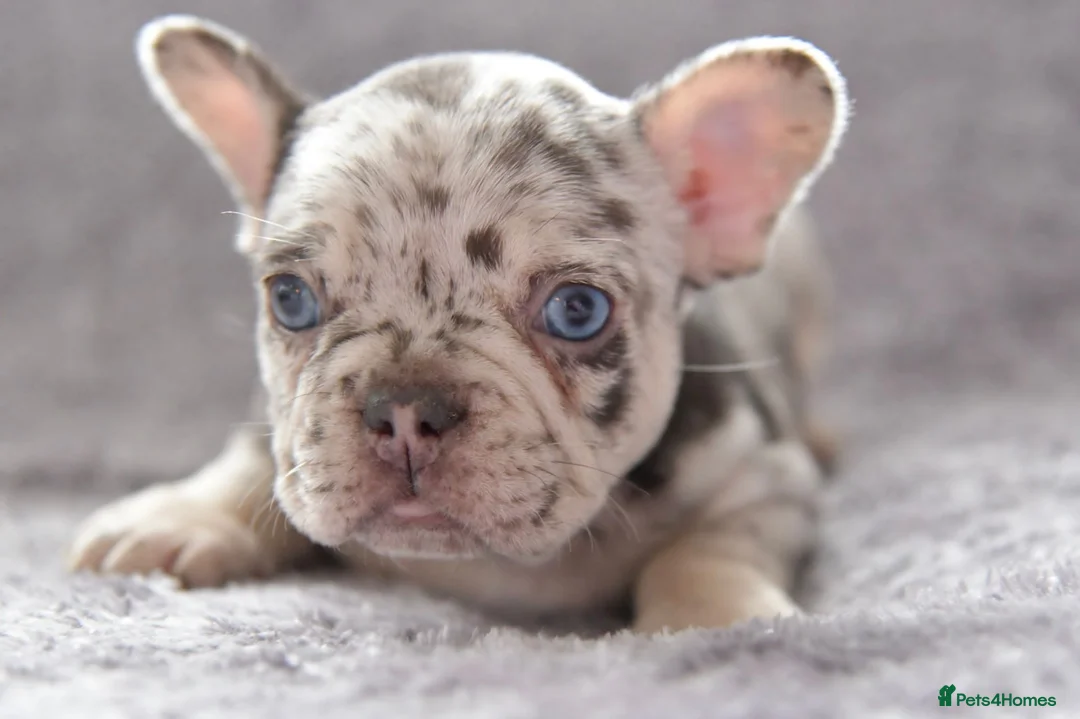 French Bulldog dogs for stud: Full new shade Isabella stud ( now available ) in Hastings - Advert 10