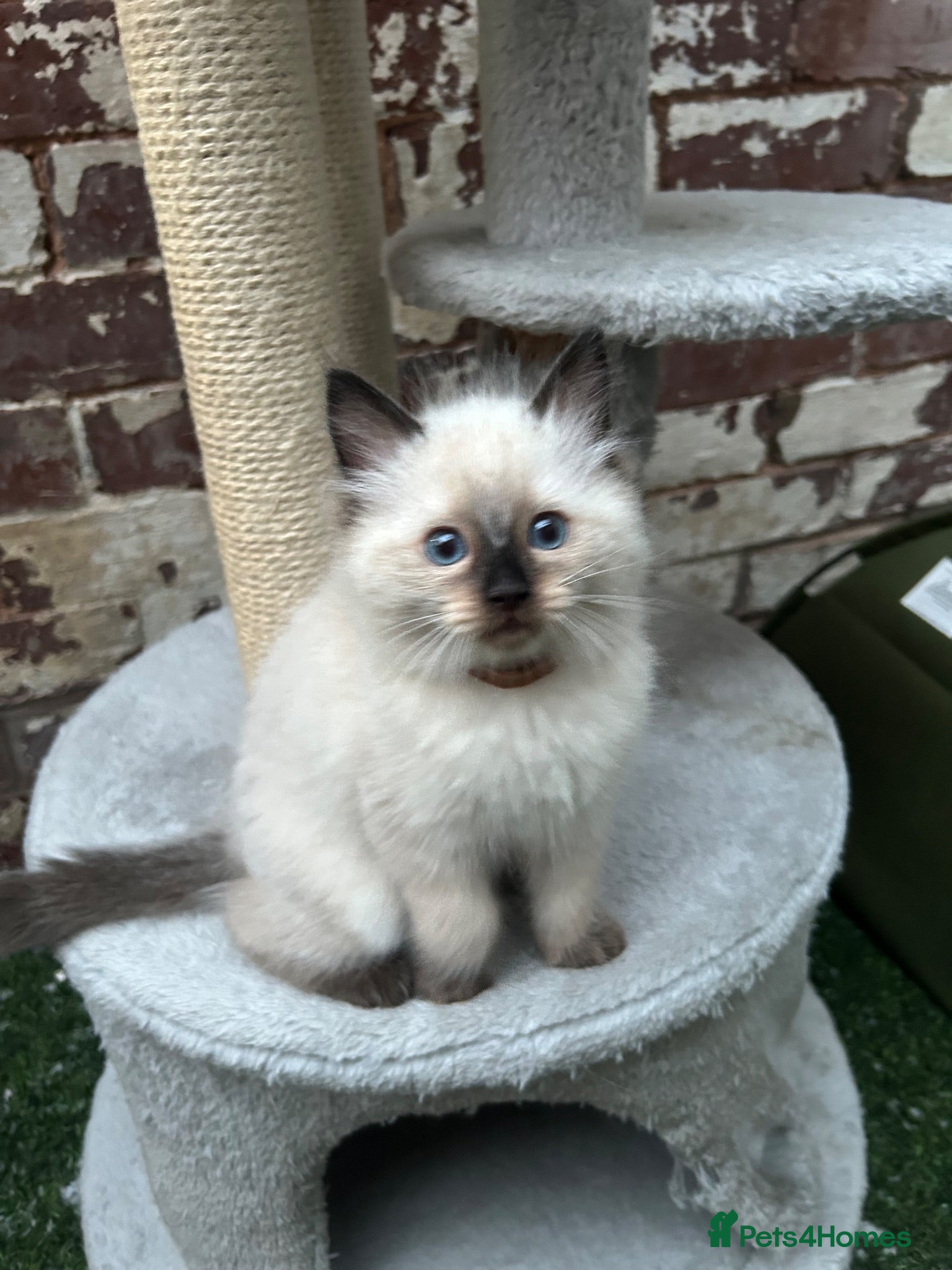 Ragdoll cats 🐾 Pure Ragdoll Kittens 🐾 - Advert 2