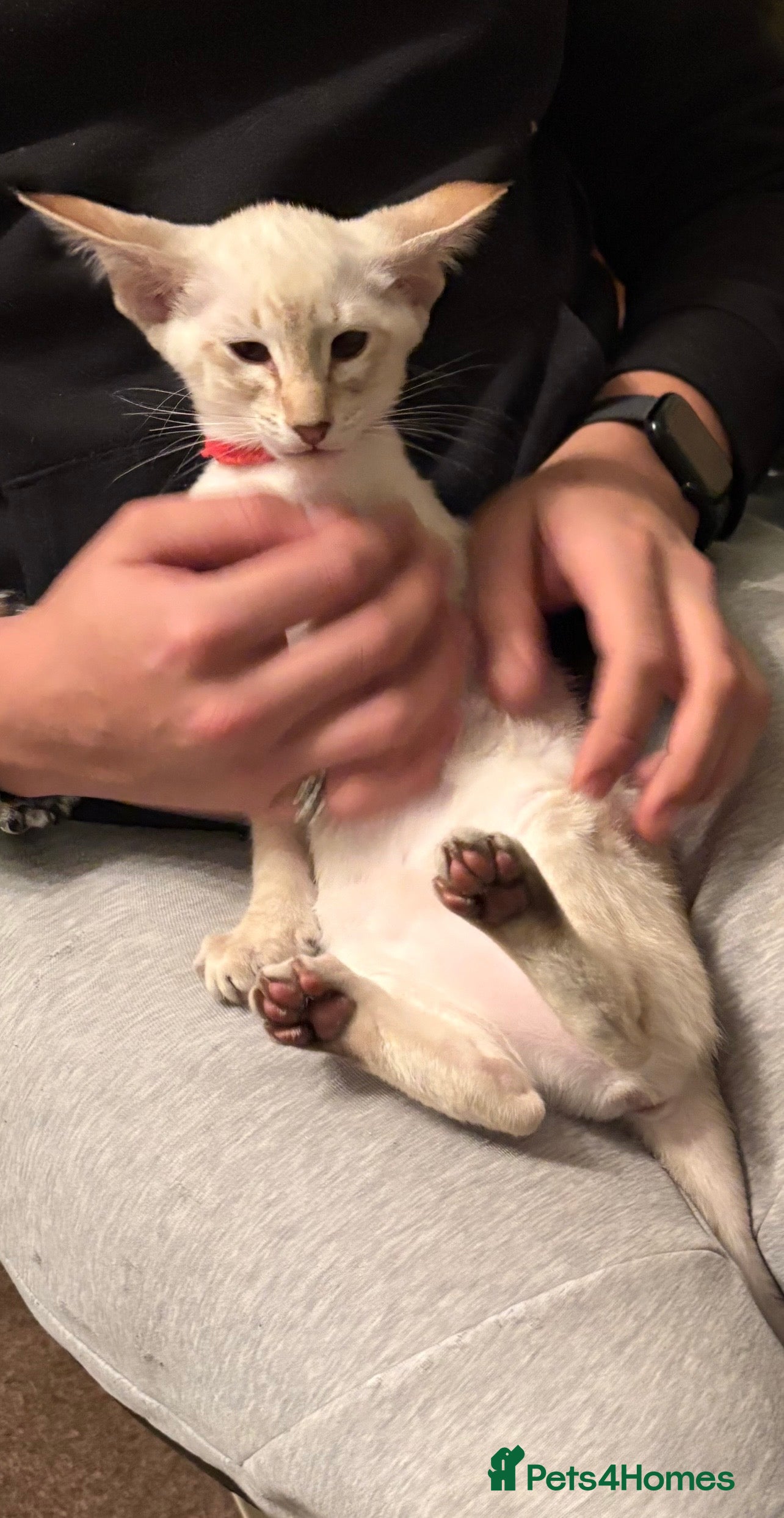 Oriental cats GCCF Siamese (Ready now) - Advert 2