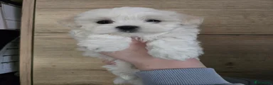 Maltese Puppy 3 - Yellow