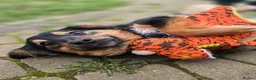 Mixed Breed dogs for adoption: ❤️🐶 LOLLY – GENTLE HEART, HAPPY SOUL in Burton-on-Trent - Advert 20