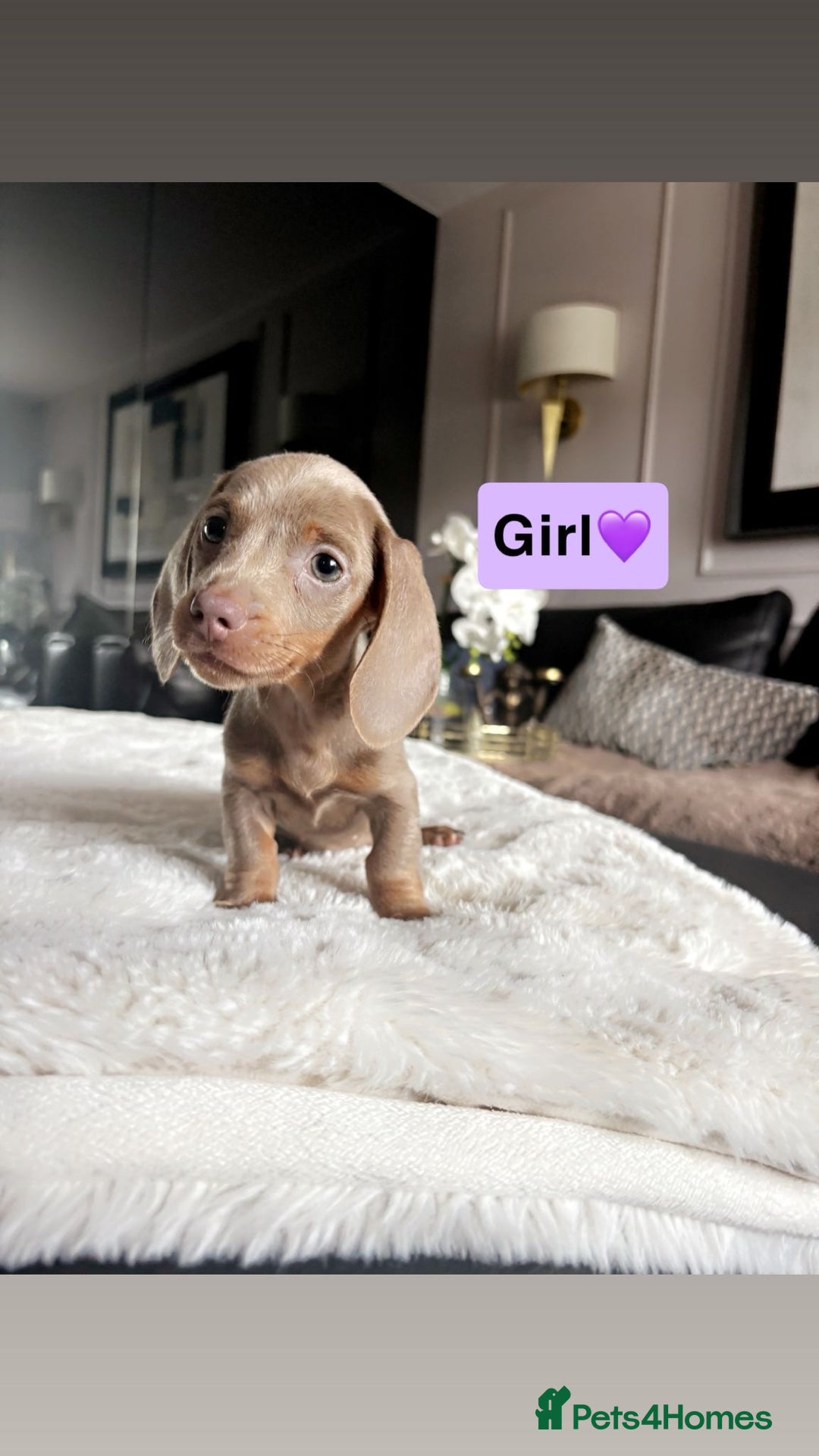 Miniature Dachshund dogs for sale: Kc registered  miniature dachshund puppies - Image 4