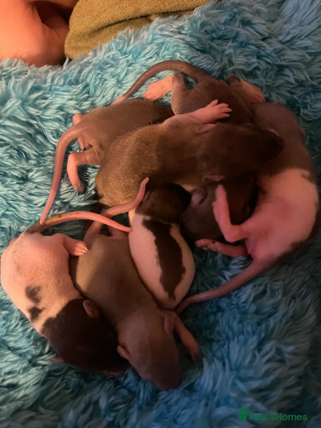 Rat rodents for sale: Baby rats looking for 5*homes only  - Advert 28