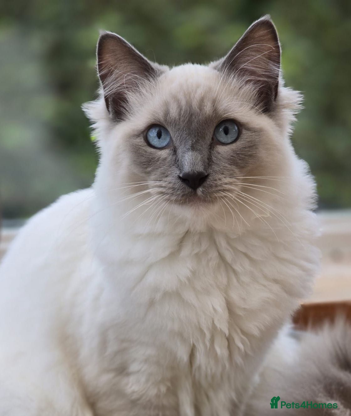 Ragdoll cats GCCF Active Blue Point Mitted Ragdoll Stud - Advert 2