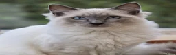 Ragdoll cats for stud: GCCF Active Blue Point Mitted Ragdoll Stud - Advert 1