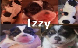Jack Russell dogs for sale: miniature Jack Russell Puppies - Image 10