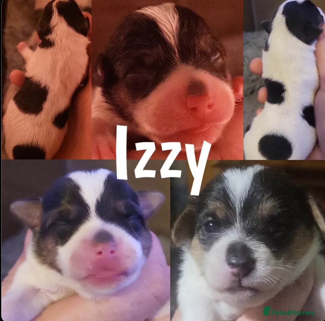 Jack Russell dogs for sale: miniature Jack Russell Puppies - Image 10