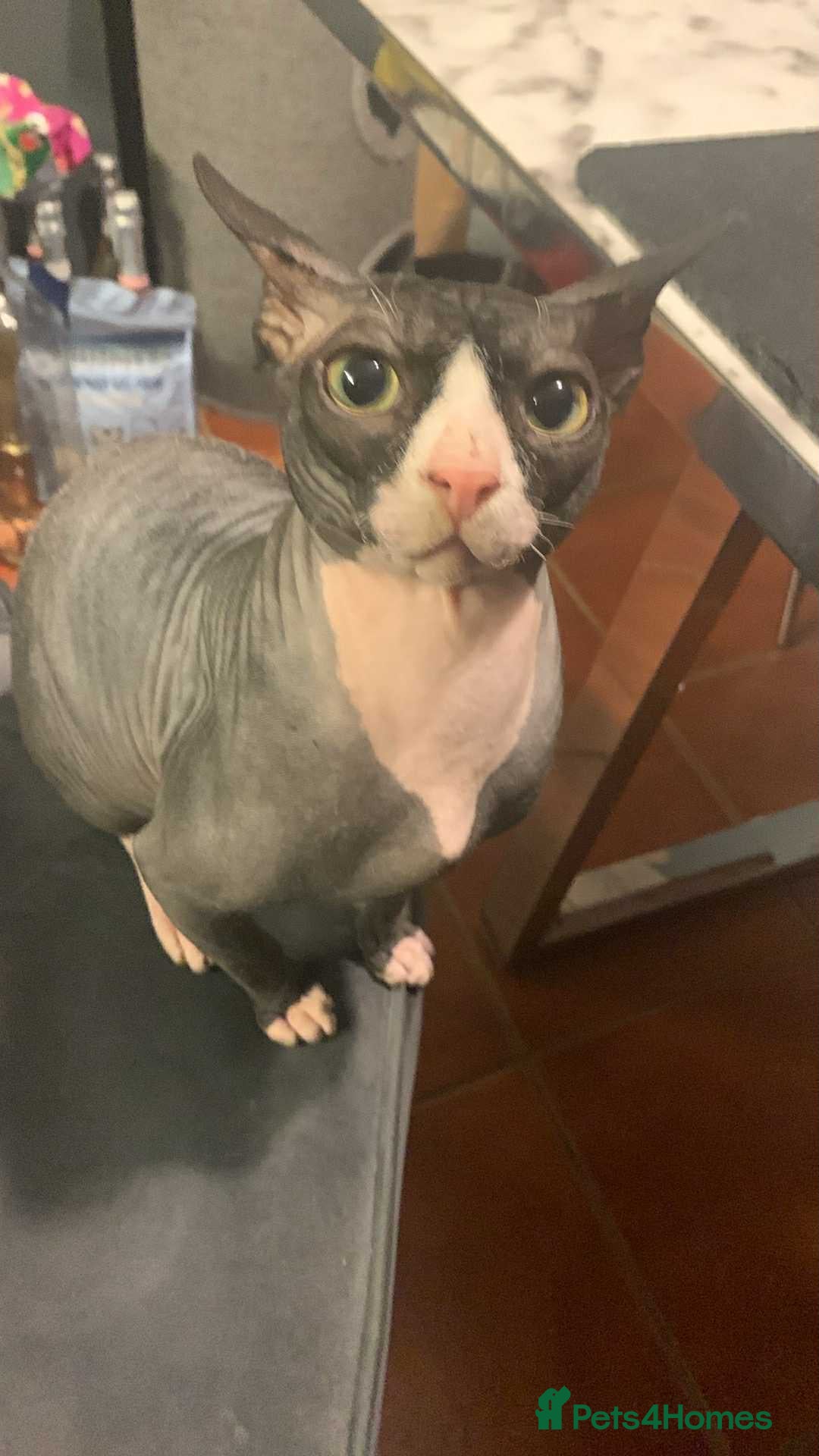 Sphynx cats Gorgeous 10 month sphynx  - Advert 1