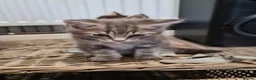 Mixed Breed cats for sale: Kittens  - Advert 8