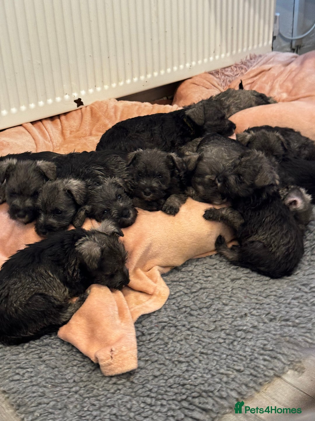 Miniature Schnauzer dogs for sale: Miniature Schnauzer Puppies  - Image 15