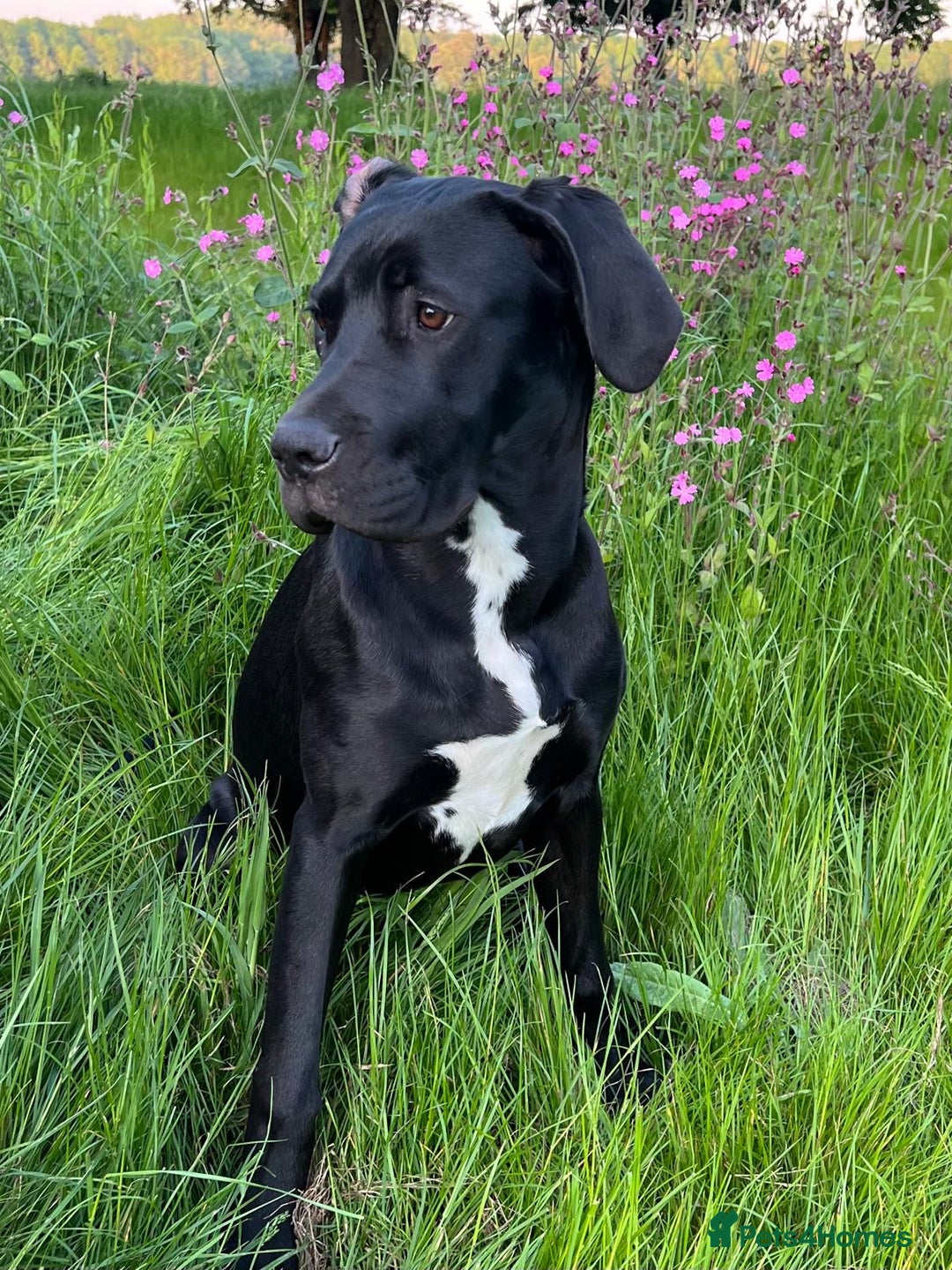 Mixed Breed dogs for sale: Golden Retriever/ Great Dane Mix - Image 10