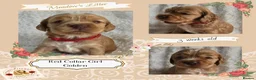 Cocker Spaniel dogs for sale: Pedigree Cocker Spaniel Puppies  - Advert 10