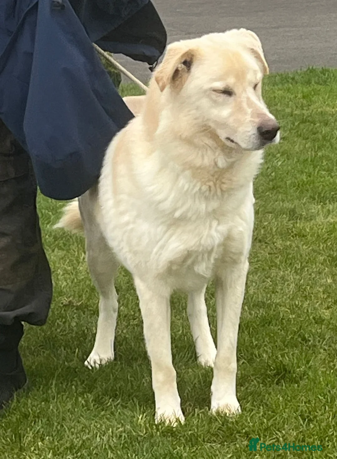 Mixed Breed dogs for adoption: Stunning Apolo  in Lancaster - Advert 5