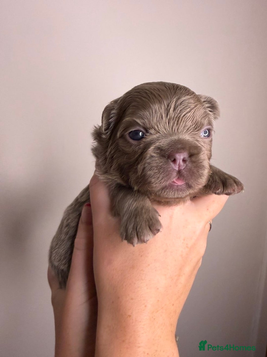 French Bulldog dogs for sale: French bulldog  - Advert 13