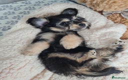Chipoo dogs for sale: 4  Stunning chipoo puppies  - Image 3