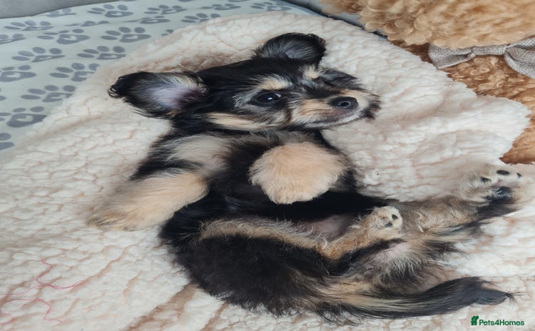 Chipoo dogs for sale - Advert 1