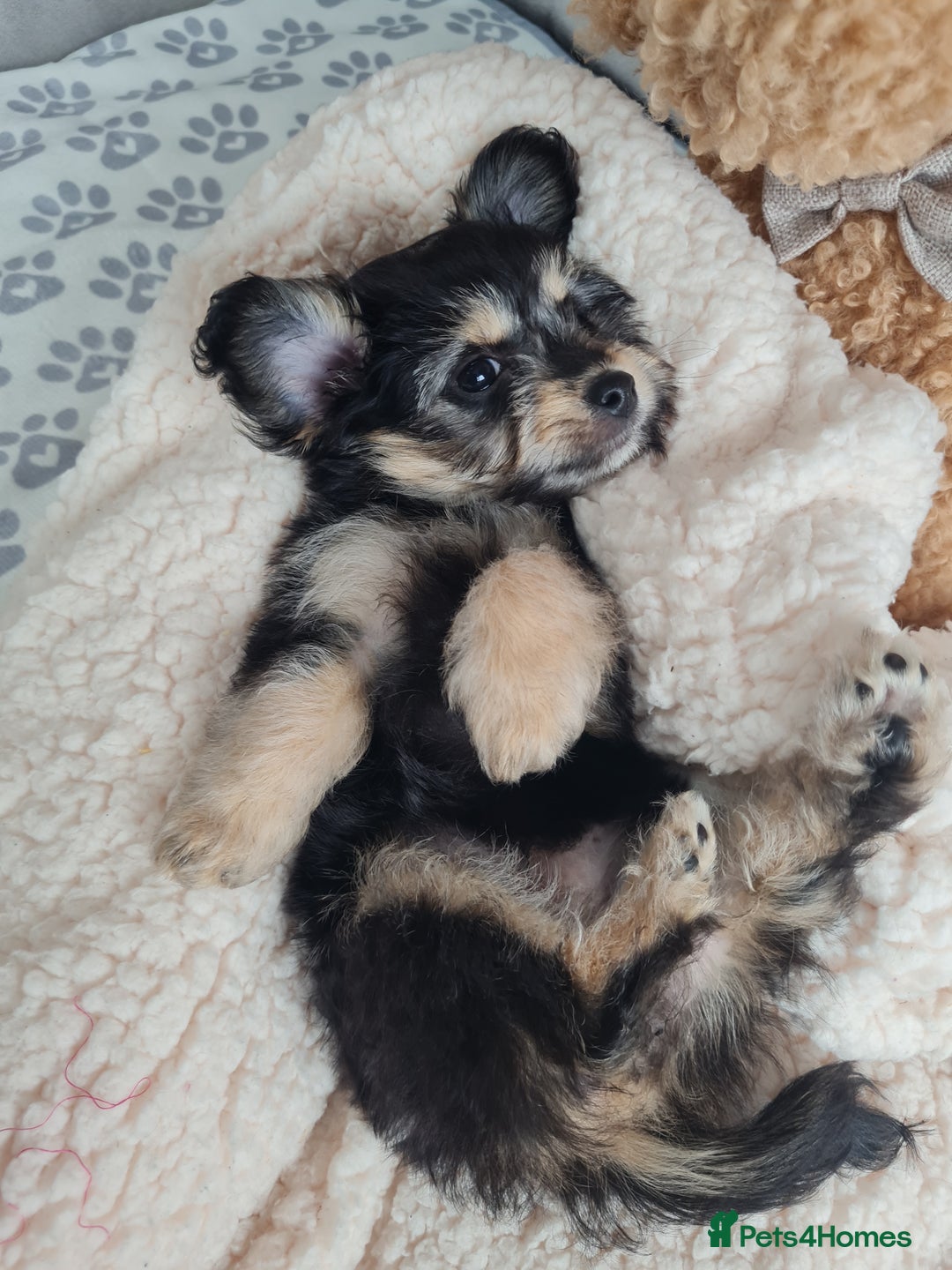 Chipoo dogs for sale: 4  Stunning chipoo puppies  - Image 3
