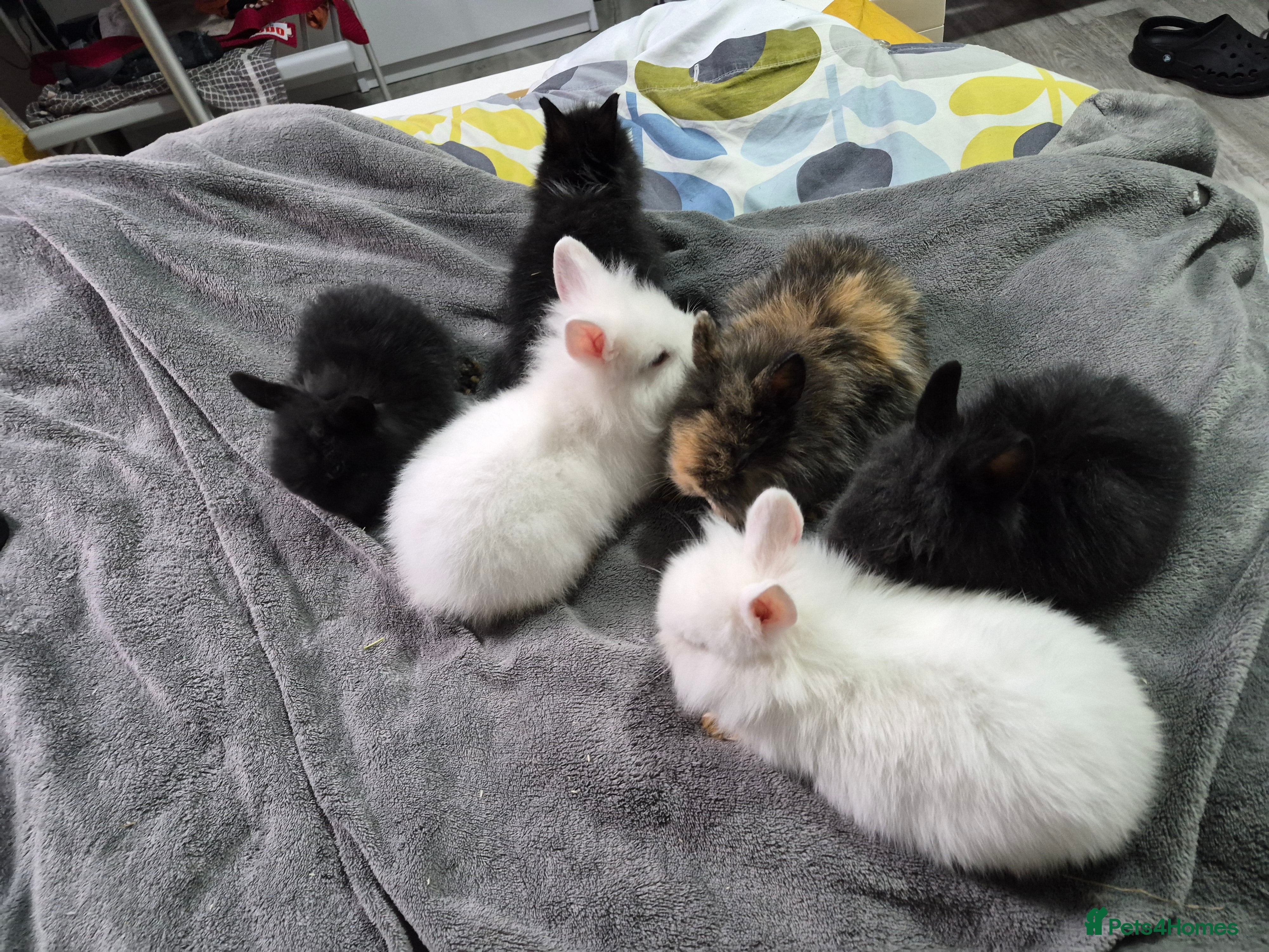 Lionhead rabbits Free baby rabbits  in London - Advert 7