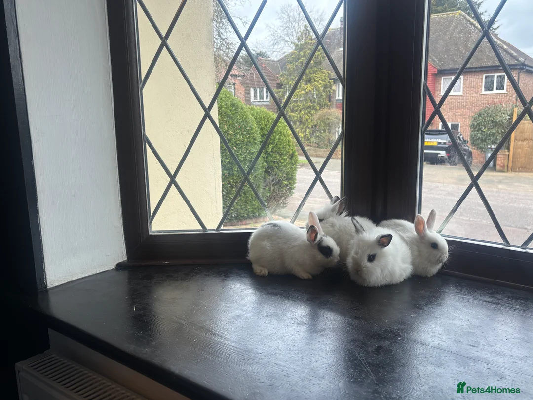 Mixed Breed rabbits for sale: Dwraf bunnies for sale  - Advert 2