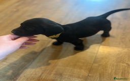 Cockerdor dogs for sale: 🐶Cockerdor Puppies 🐶 - Image 27