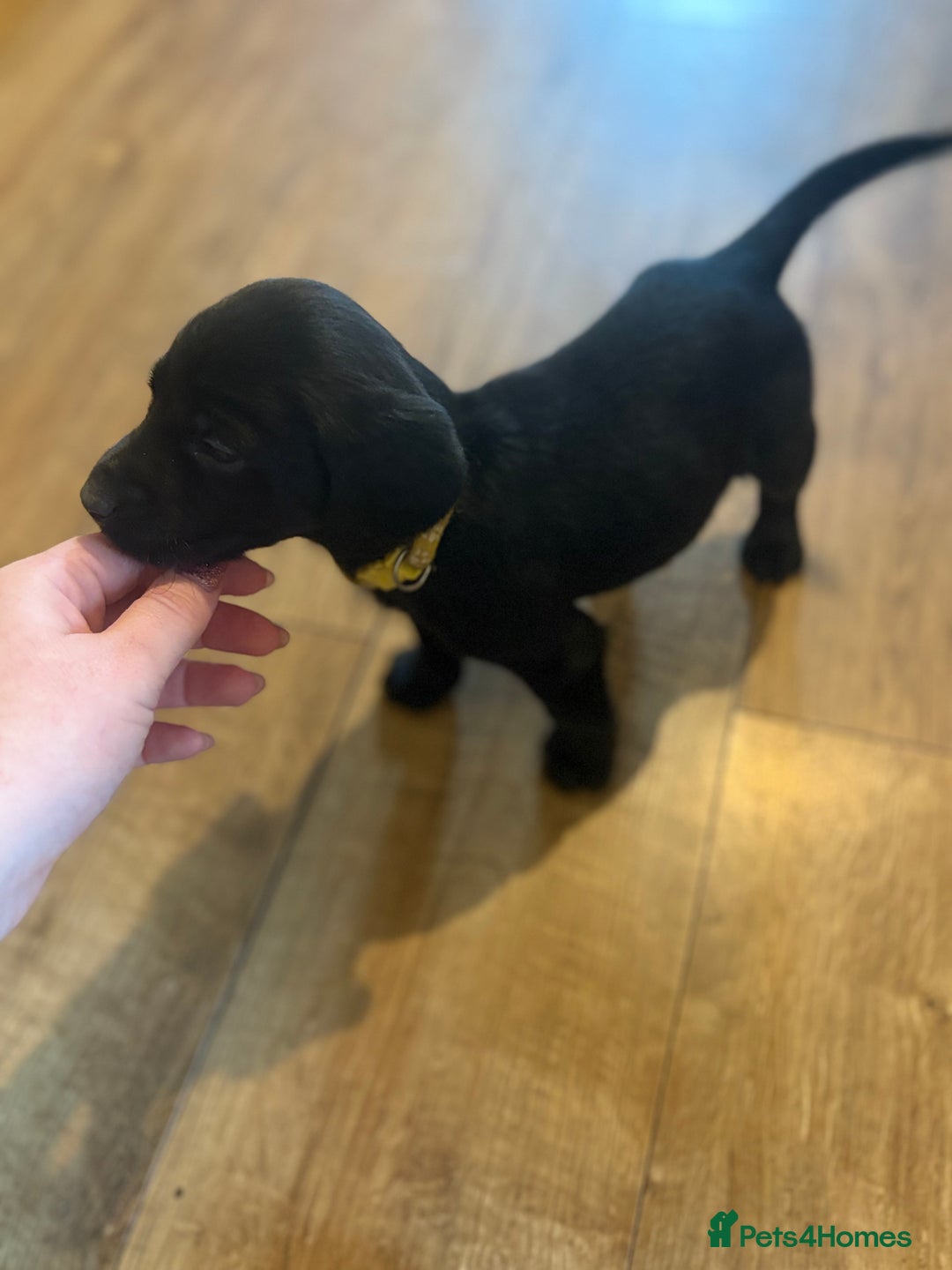 Cockerdor dogs for sale: 🐶Cockerdor Puppies 🐶 - Image 27