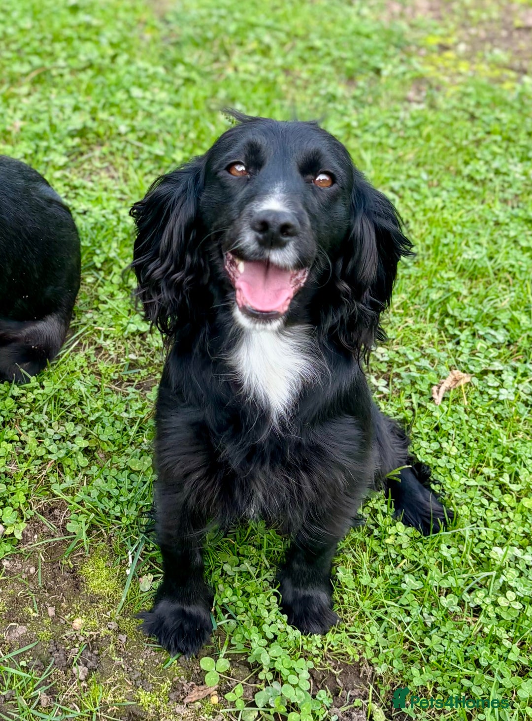 Cocker Spaniel dogs for sale: Working cocker spaniel  - Advert 3