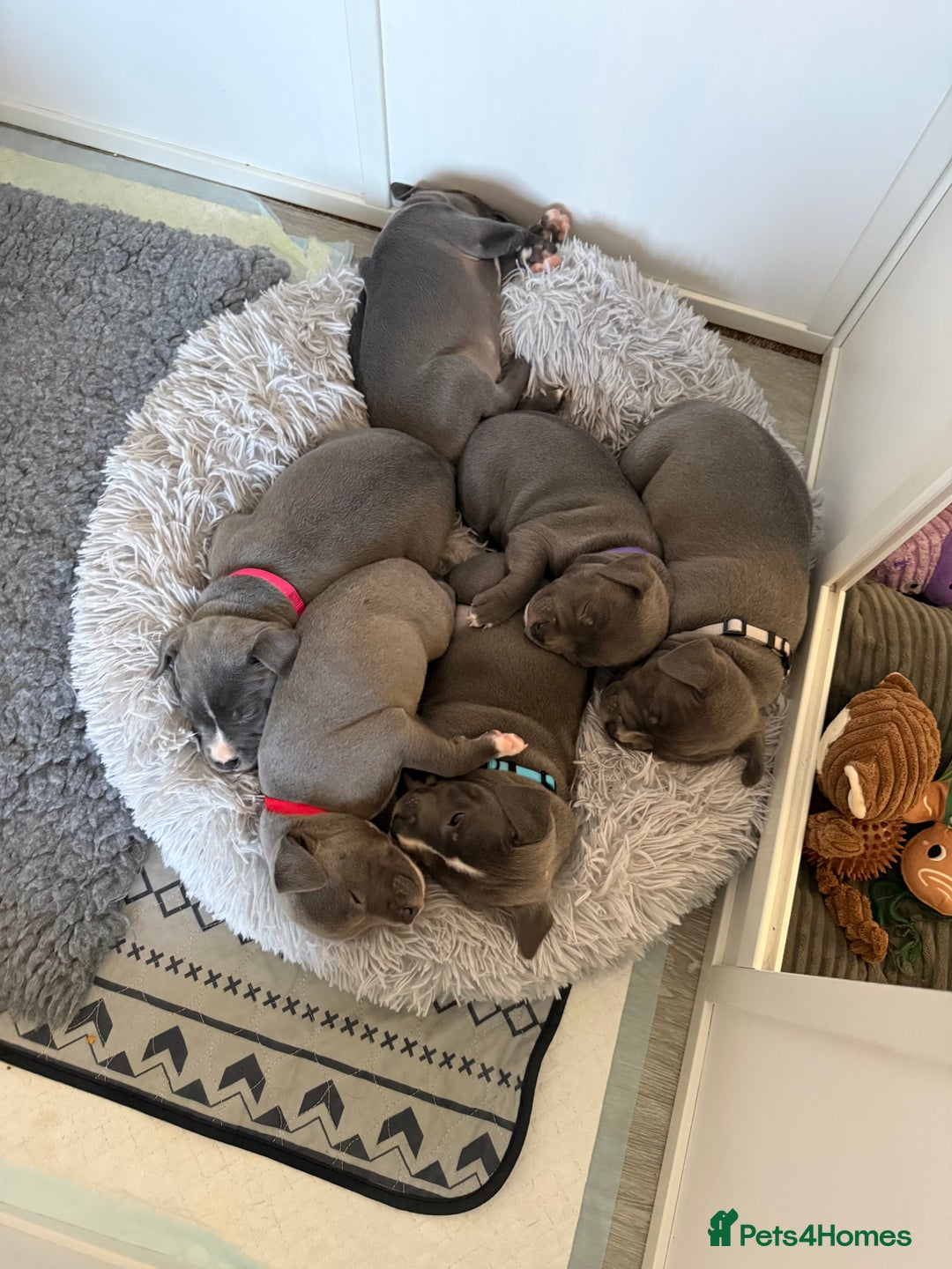 Staffordshire Bull Terrier dogs for sale: Stunning Blue Staffordshire Bull Terrier puppies  - Advert 6