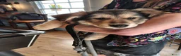 Mixed Breed dogs for sale: Beautiful females - Advert 2