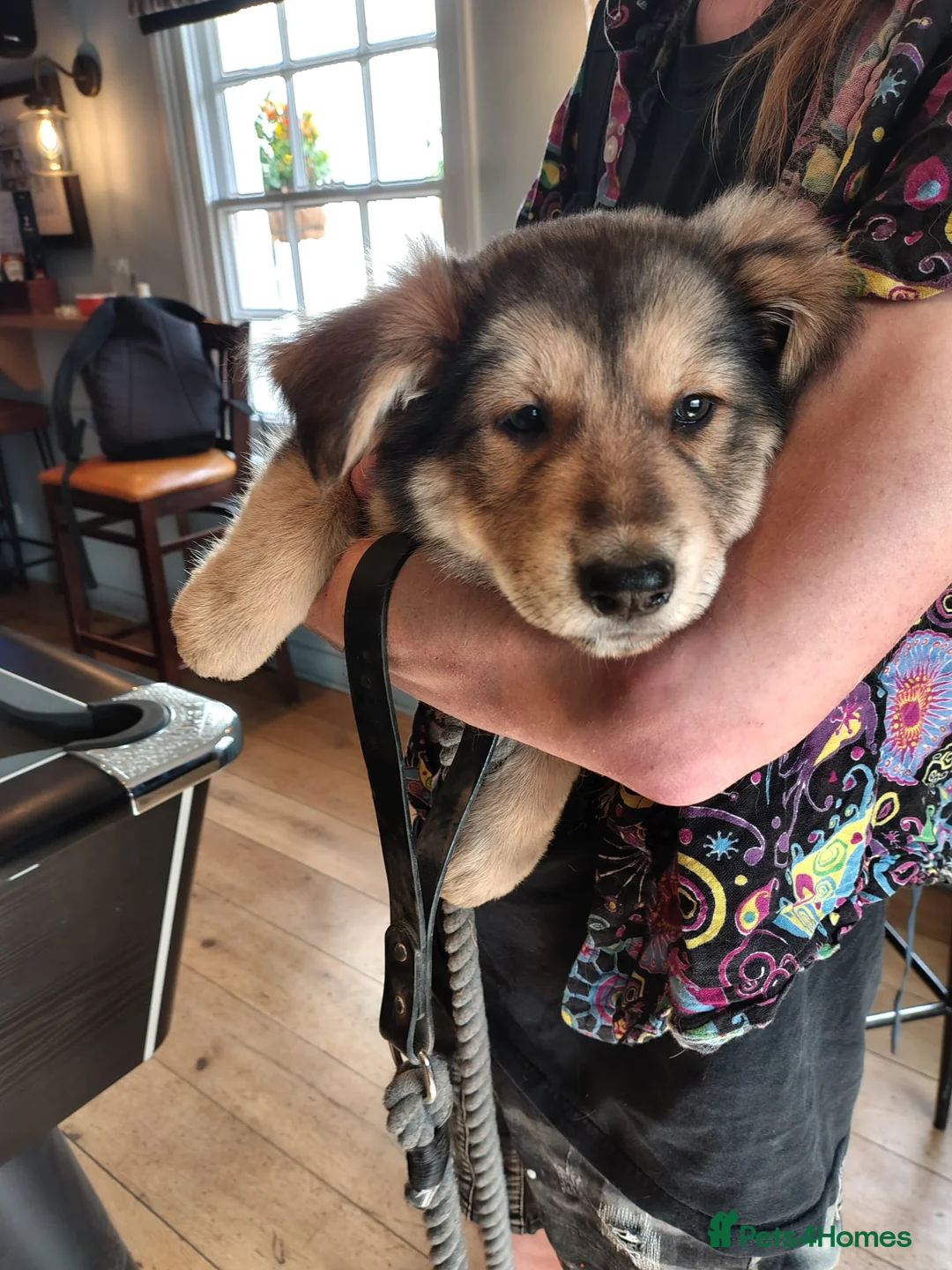 Mixed Breed dogs for sale: Beautiful females - Advert 2