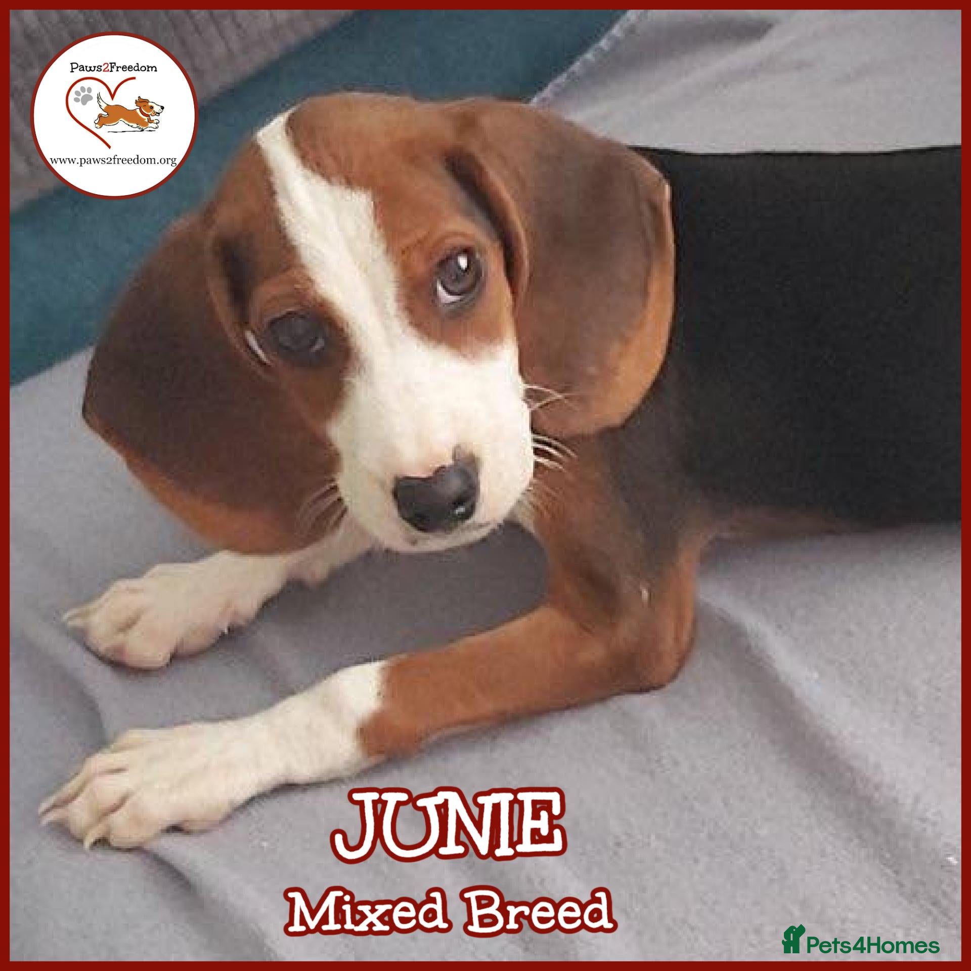 Mixed Breed dogs JUNIE FOR ADOPTION CORNWALL/DEVON/SOMERSET BORDER - Advert 2