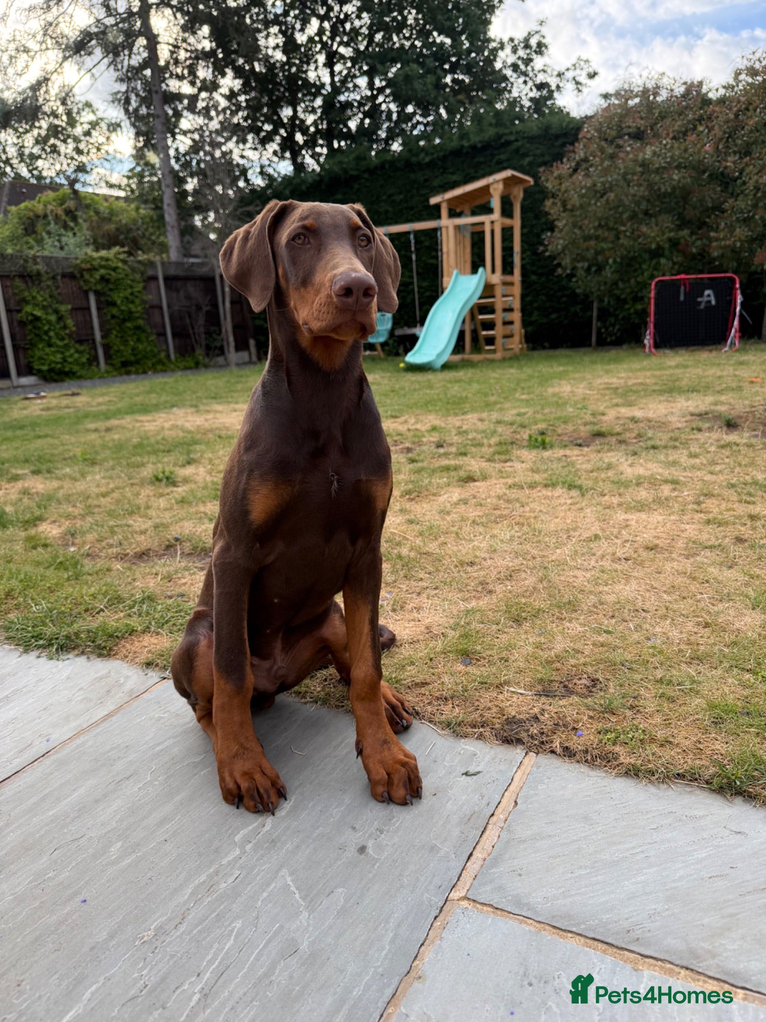 Dobermann dogs High Trained 6 Month Doberman Pincher - Advert 1