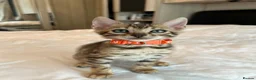 Bengal cats for sale: Stunning Bengal Kittens Ready for Reservation 😍 - Advert 19