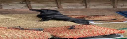 Labrador Retriever dogs for sale: Labrador Puppies  - Advert 3
