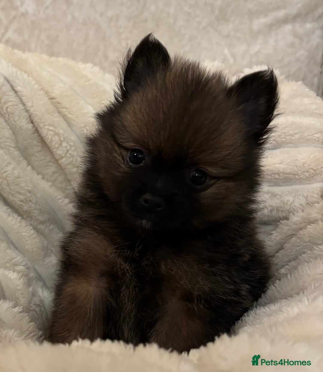 Pomeranian dogs for sale: 🐾 KC Registered Pomeranian Puppies 🐾 - Image 19