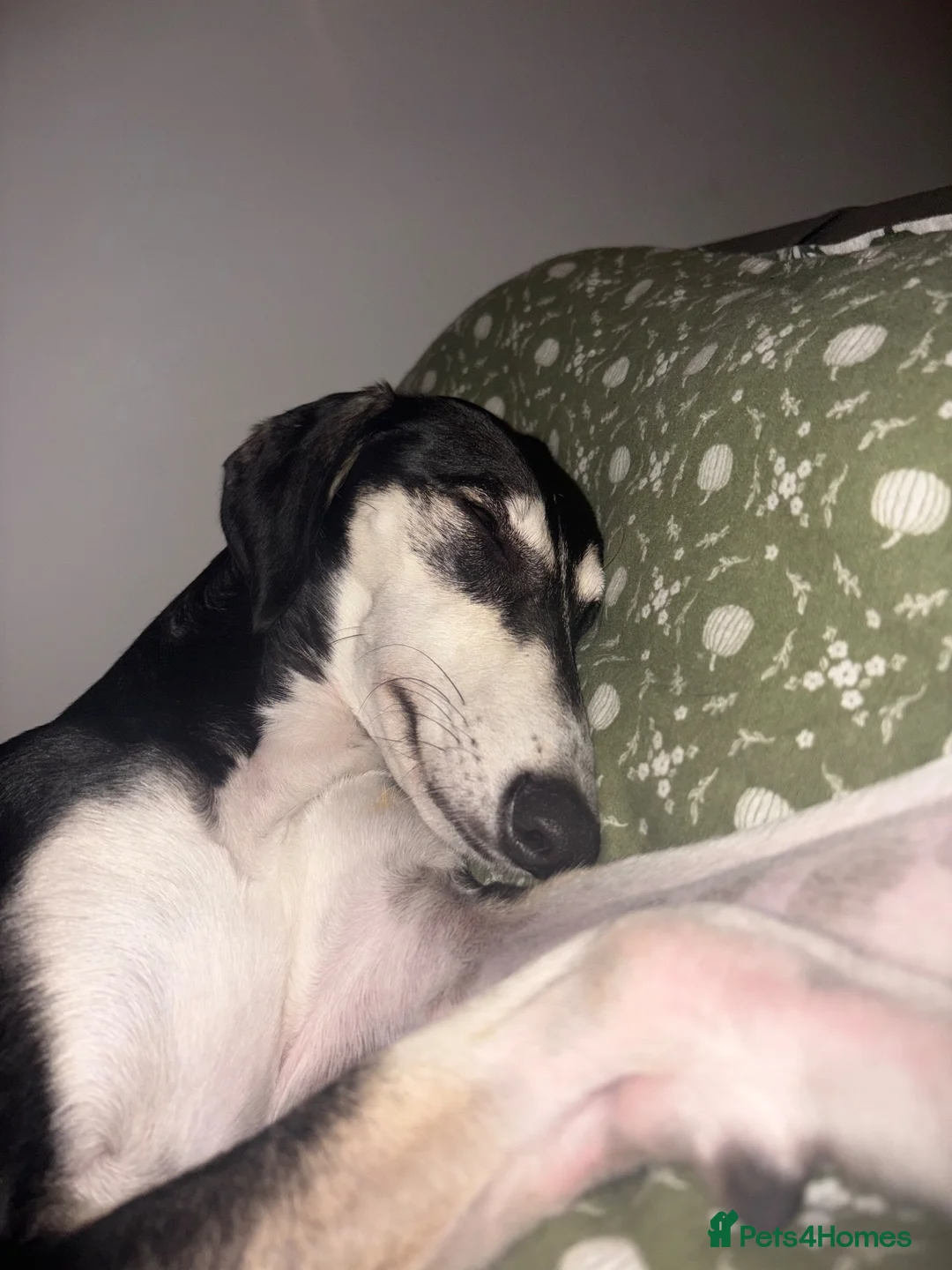 Mixed Breed dogs for sale: 2 year old saluki (Narla)  in Cambridge - Advert 2