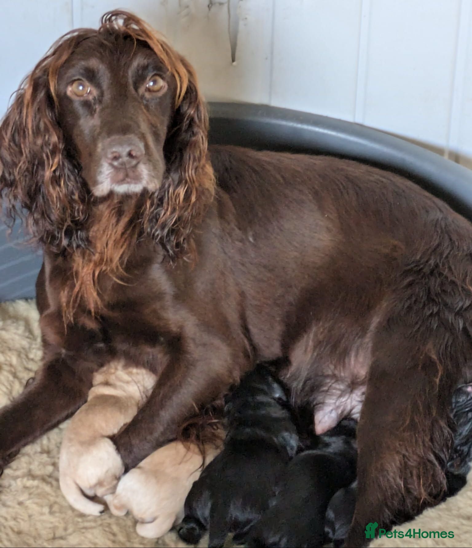 Cocker Spaniel dogs Gorgeous working cocker spaniel pups - Advert 1