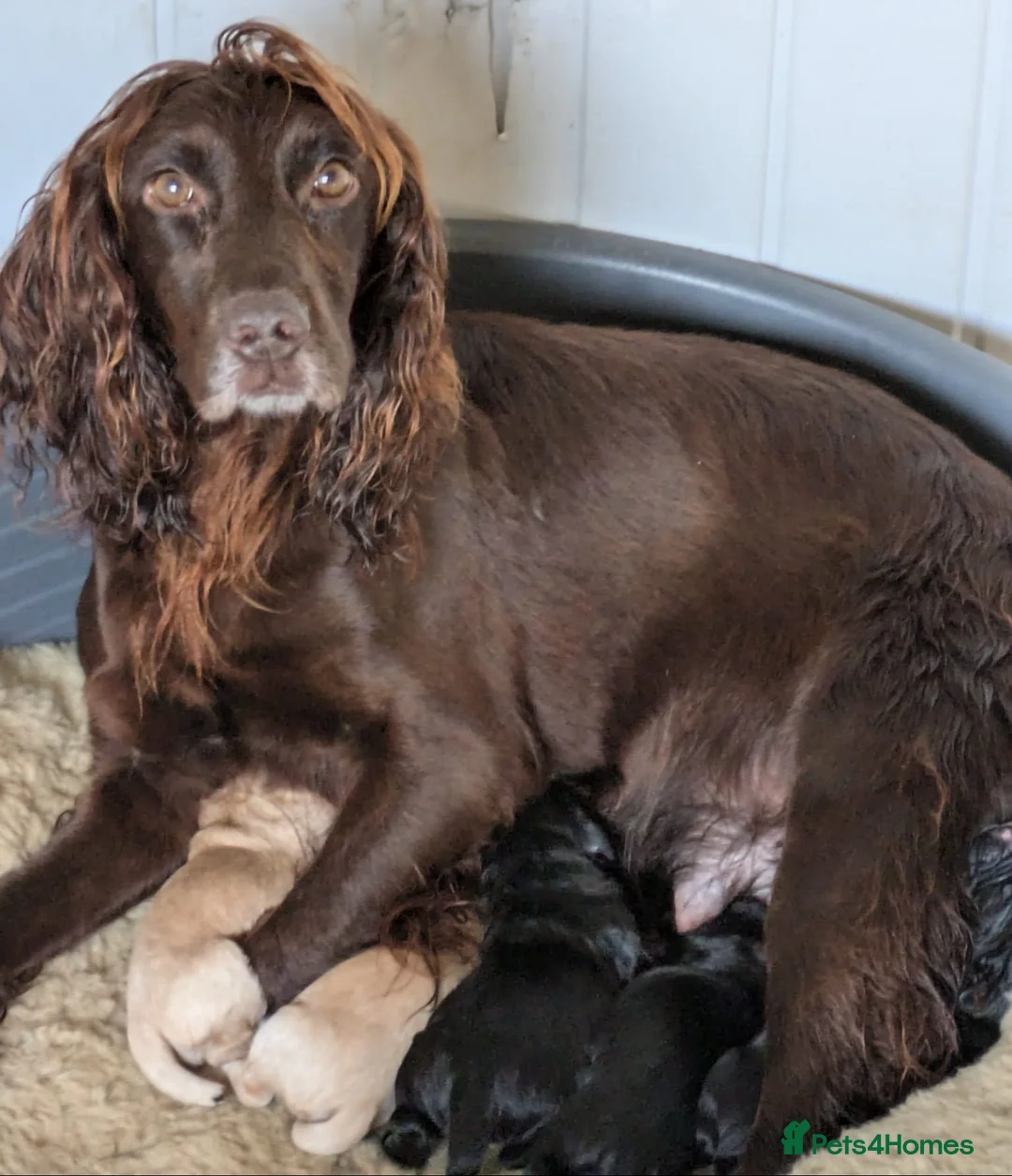 Cocker Spaniel dogs for sale: Gorgeous working cocker spaniel pups - Advert 1